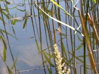 Odonata