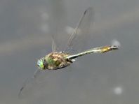 Falkenlibelle, Corduliidae