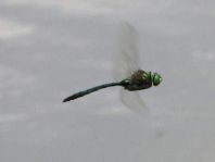 Falkenlibelle, Corduliidae