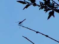 Odonata