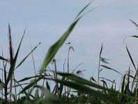 Odonata