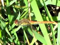 Sympetrum