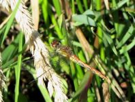 Sympetrum