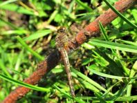 Sympetrum