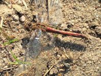 Sympetrum