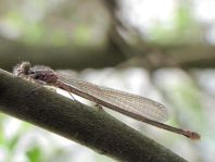Coenagrionidae
