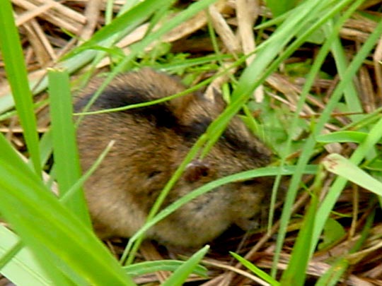 Brandmaus, Apodemus agrarius
