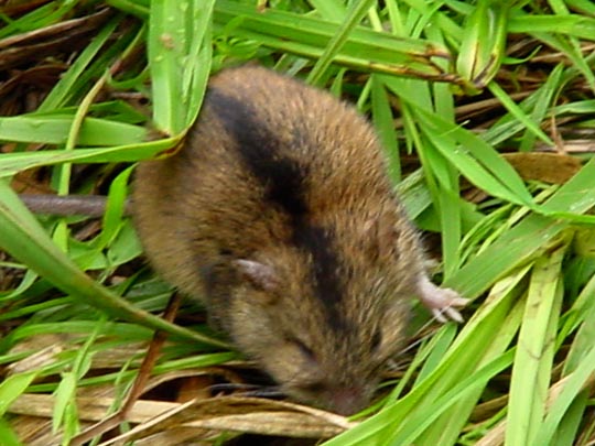 Brandmaus, Apodemus agrarius