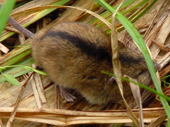 Brandmaus, Apodemus agrarius