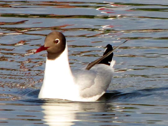 Möwe