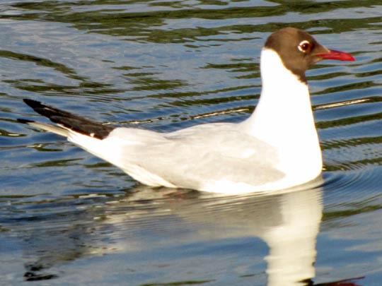 Möwe