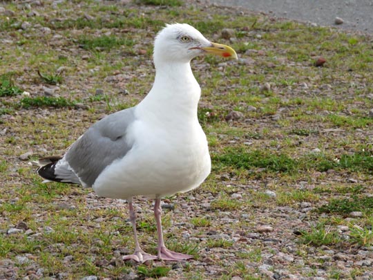 Möwe