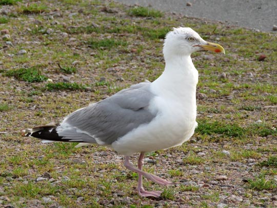 Möwe