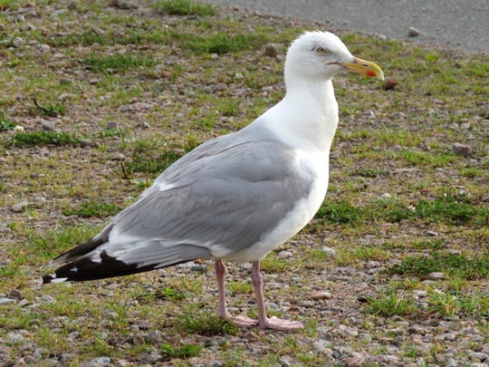 Möwe