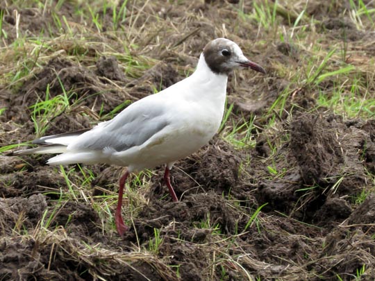 Möwe