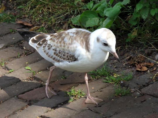 Möwe