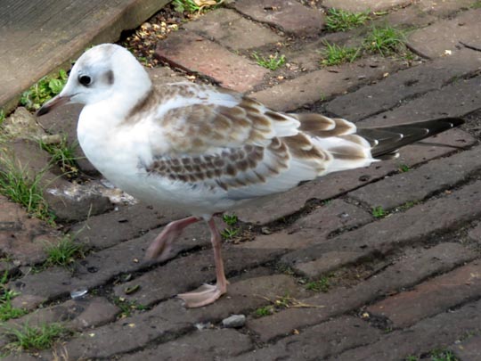 Möwe