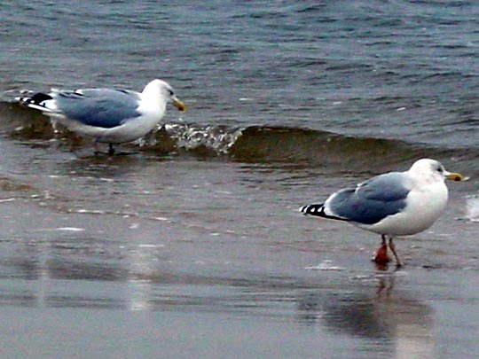 Möwe