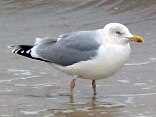 Möwe