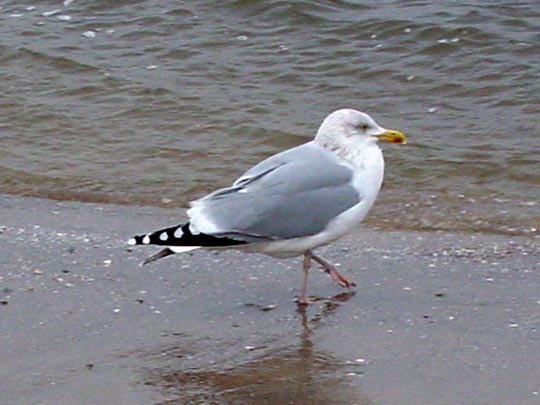 Möwe