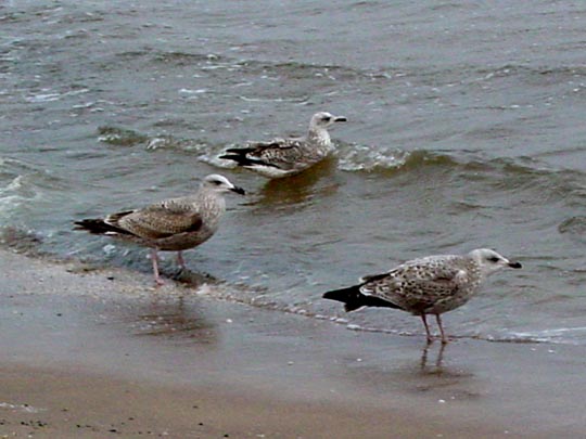 Möwe