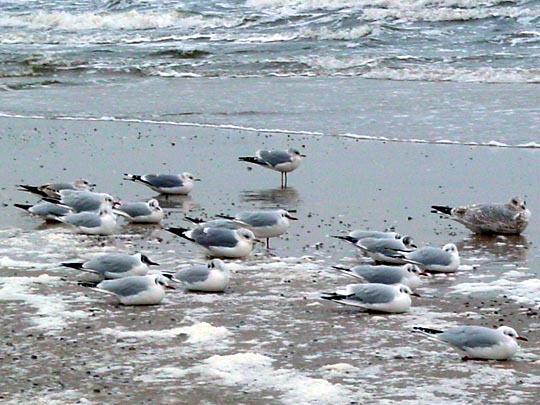 Möwe