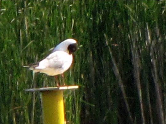 Möwe