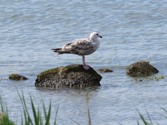 Möwe