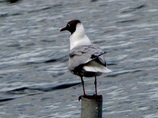 Möwe