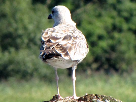 Möwe
