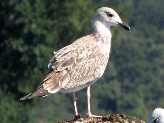 Möwe