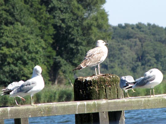 Möwe
