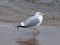 Möwen unterwegs