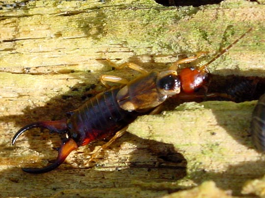 Gemeiner Ohrwurm, Forficula auricularia