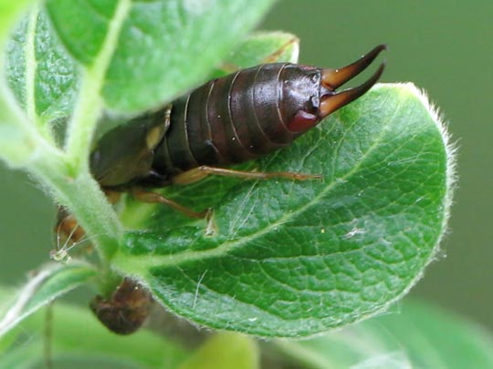 Gemeiner Ohrwurm, Forficula auricularia