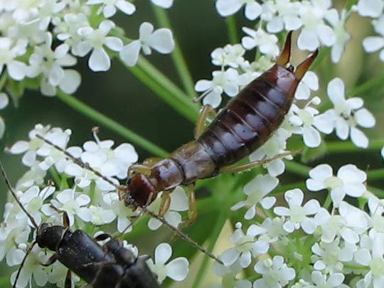 Gemeiner Ohrwurm, Forficula auricularia