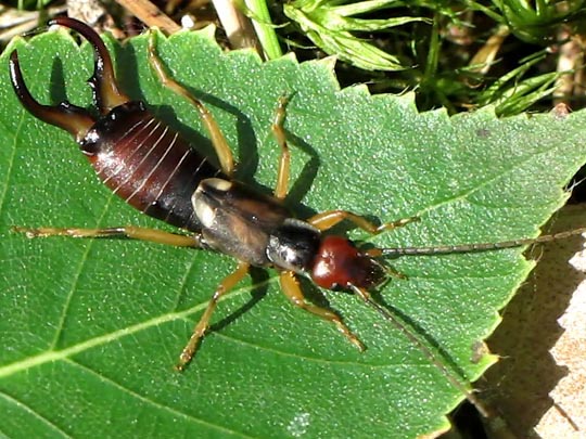 Gemeiner Ohrwurm, Forficula auricularia