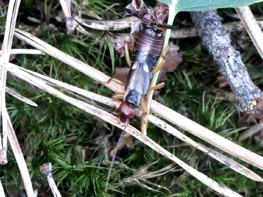 Gemeiner Ohrwurm, Forficula auricularia