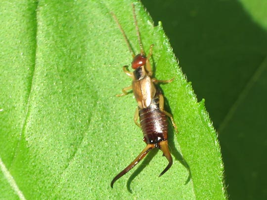 Gemeiner Ohrwurm, Forficula auricularia