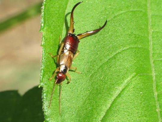 Gemeiner Ohrwurm, Forficula auricularia