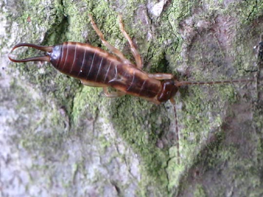 Gemeiner Ohrwurm, Forficula auricularia