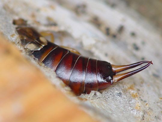 Gemeiner Ohrwurm, Forficula auricularia