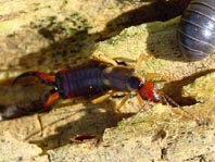 Forficula auricularia, Gemeiner Ohrwurm