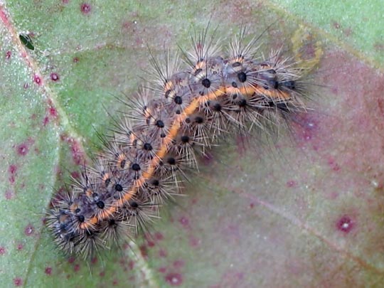 Raupe vom Diacrisia sannio, Rotrandbär
