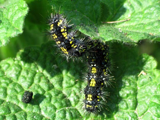 Raupe von Callimorpha dominula, Schönbär