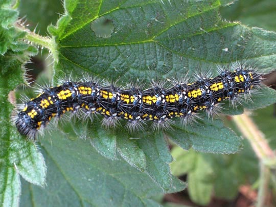Raupe von Callimorpha dominula, Schönbär