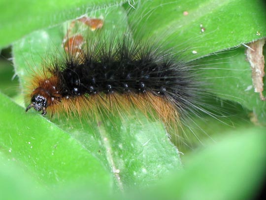 Raupe von Arctia caja, Brauner Bär