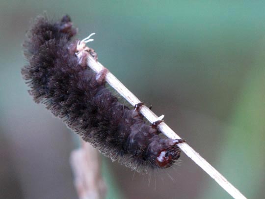 Bärenspinner, Arctiidae