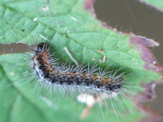 Raupe von Arctia caja, Brauner Bär