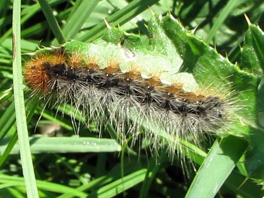 Raupe von Arctia caja, Brauner Bär